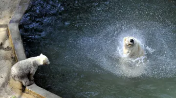 Medvědi tráví horké dny převážně ve vodě