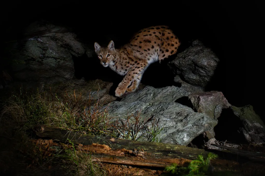 Nominace v kategorii Cena Czech Photo Special. Soubor fotopasti.