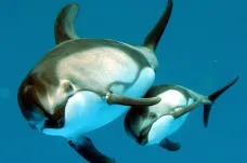 Na Faerských ostrovech letos zabili rekordní počet delfínů. V tradičním lovu zemřelo přes čtrnáct set zvířat