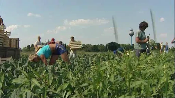 Zemědělci raději zaměstnají \"nerozmazlené\" Ukrajince