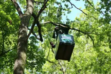 Napadené stromy volají na pomoc ptáky a dravý hmyz, ukázal výzkum v korunách