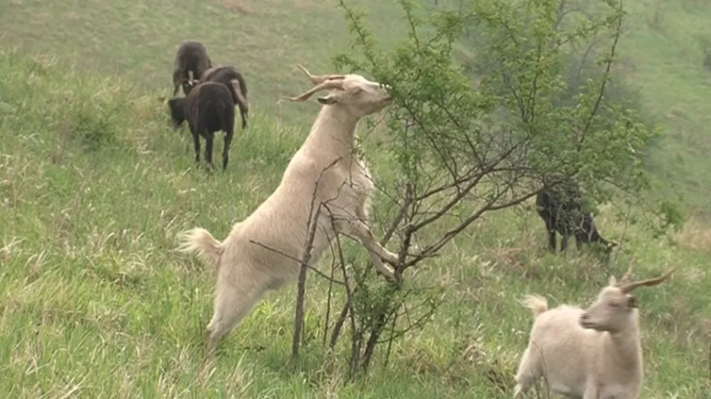 Chráněným územím prospívá pastva