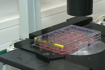 Brněnští vědci odstartovali klinické testy léků na poruchu růstu