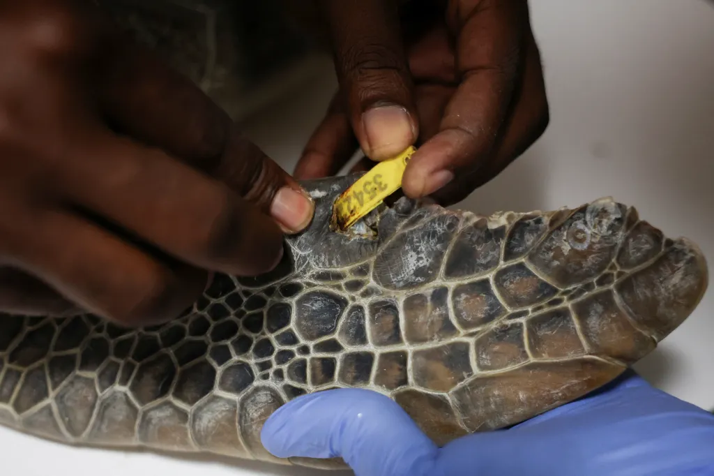 Další hrozbou pro mořské želvy je vysoká poptávka po jejich mase, krunýřích a vejcích, a to jak pro konzumaci, tak pro tradiční rituální účely. Mořské želvy se prodávají až za 90 tisíc nigerijských nair (60 amerických dolarů)