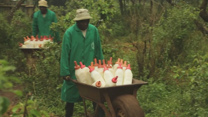 Várka lahví s mlékem pro sloní sirotky