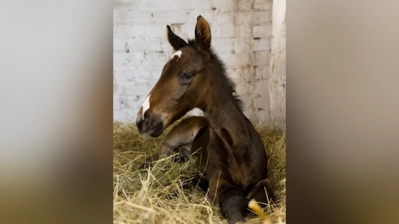 První klonované hříbě v Estonsku, narozené 11. dubna 2026