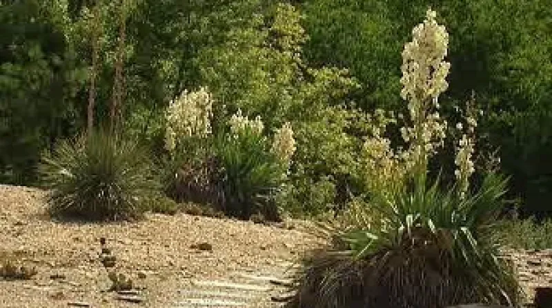 Pražská botanická zahrada v Tróji se chlubí českým unikátem, v expozici Mexiko tam rozkvetly dvě vzácné stromové juky.