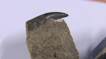 Vědci si původně mysleli, že zub patří mořskému krokodýlovi