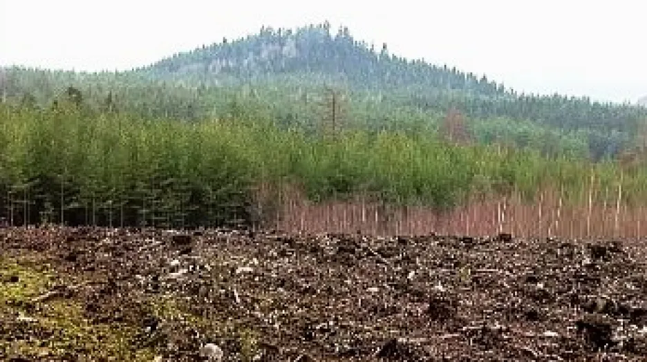 Vymýcený les