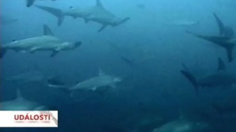 Reportáž Adama Kautského