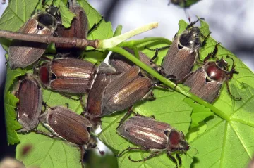 Invaze chroustů na Moravě? Lesy jsou prý ohroženy, postřik je ale vyloučen