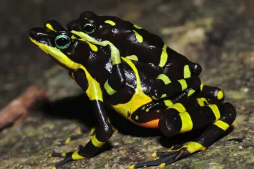 Vědci objevili v Panamě zatím nepopsaný druh ropuch. Už teď jsou ohrožené