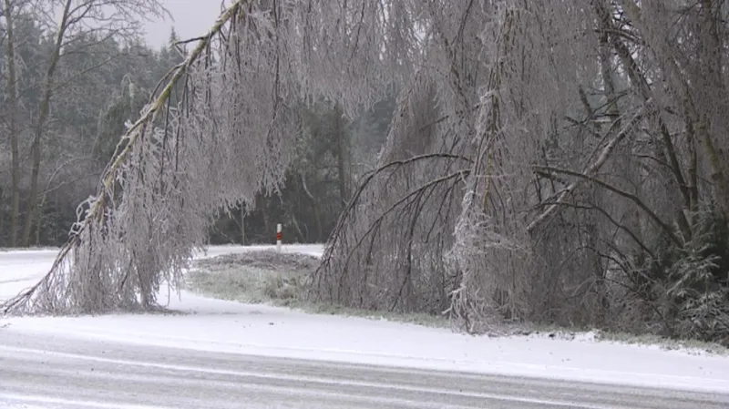Zmrzlé větve místy omezují provoz