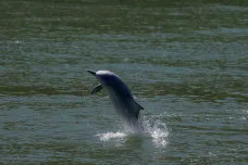 Do vod u Hongkongu se vracejí delfíni, covid-19 totiž vyhnal lodě