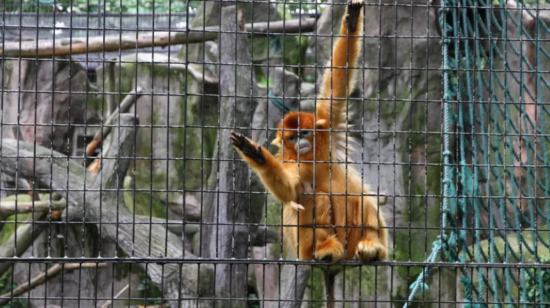 Langur čínský v šanghajské zoo