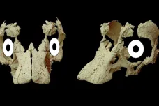 Rekonstrukce dinosauřího embrya pomohla odhalit tvář mláděte obřího titanosaura. Provedl ji slovenský vědec