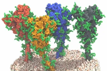 Covid může napadat i ledviny. Virus v nich způsobuje zjizvení tkání, ukazuje výzkum