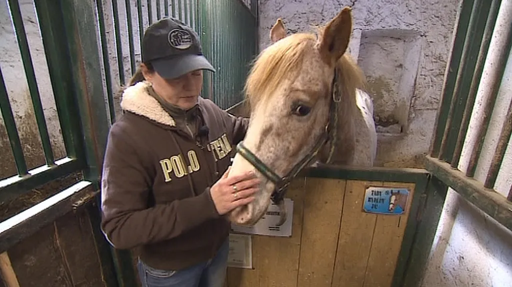 Chov koní ve Všechovicích