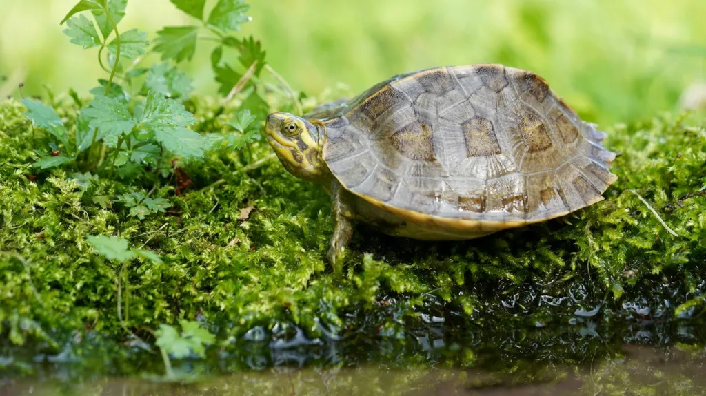 Želva chrámová v ostravské zoo