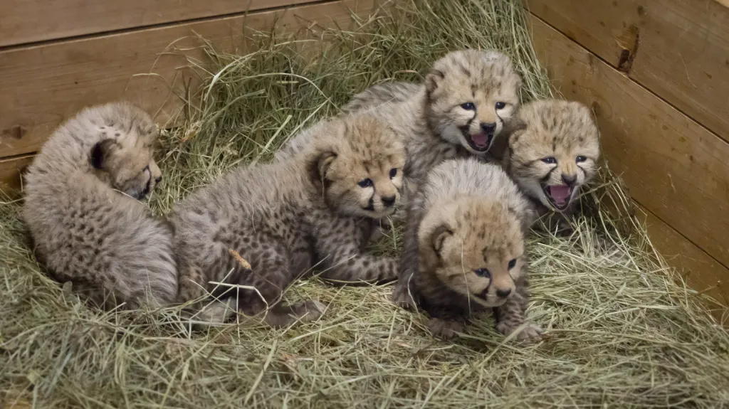 Gepardí mláďata v Safari Parku Dvůr Králové