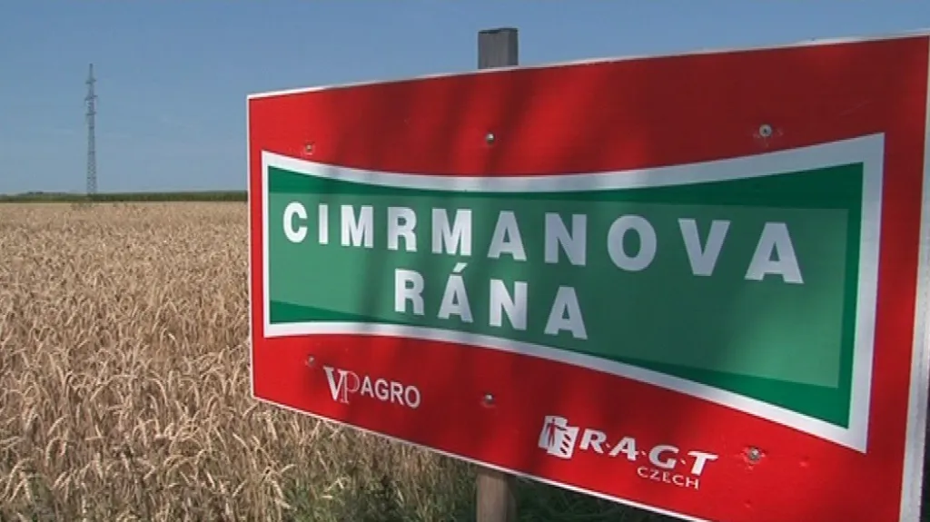 Jára Cimrman má vlastní odrůdu pšenice