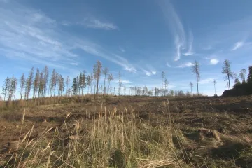 „Zalesňovací vyhláška“ fandí smrkům. Podle ekologů tak prohráváme boj proti kůrovci