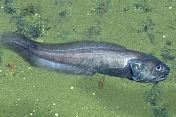 V oceánu bez kyslíku našli biologové bující život. Naznačuje, jak budou moře vypadat v budoucnu