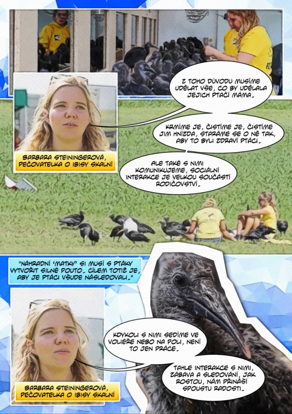 Ohrožený ibis skalní se učí migrační trasy