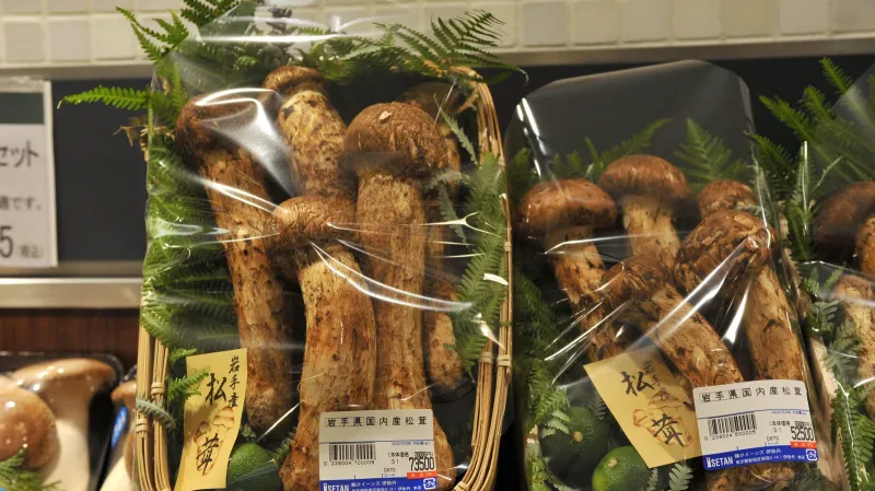 Japonské houby matsutake za 11 500 korun