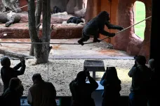 Pražská zoo představila nový pavilon goril