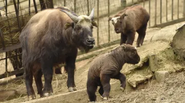 Do brněnské zoo se narodila mláďata takinů