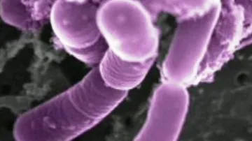 Spánkový streptokok