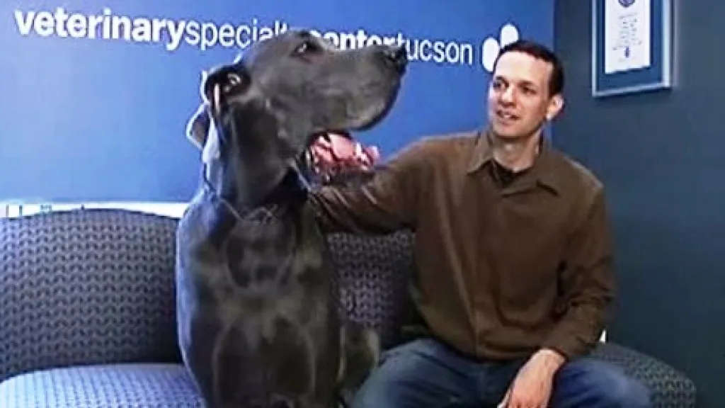 George - nejvyšší pes světa