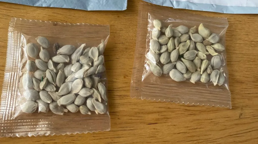 Nelegální čínská semena v amerických schránkách