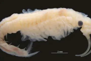 Někdo to rád horké. Vědci našli v poušti na nejteplejším místě na Zemi neznámého vodního tvora