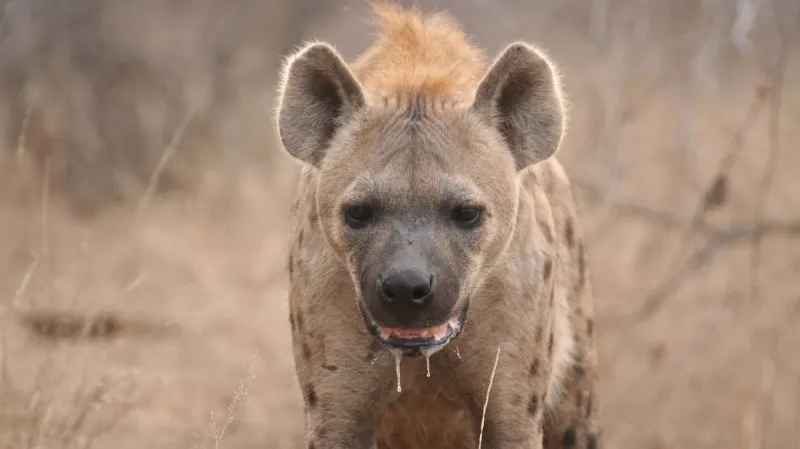 Hyena skvrnitá