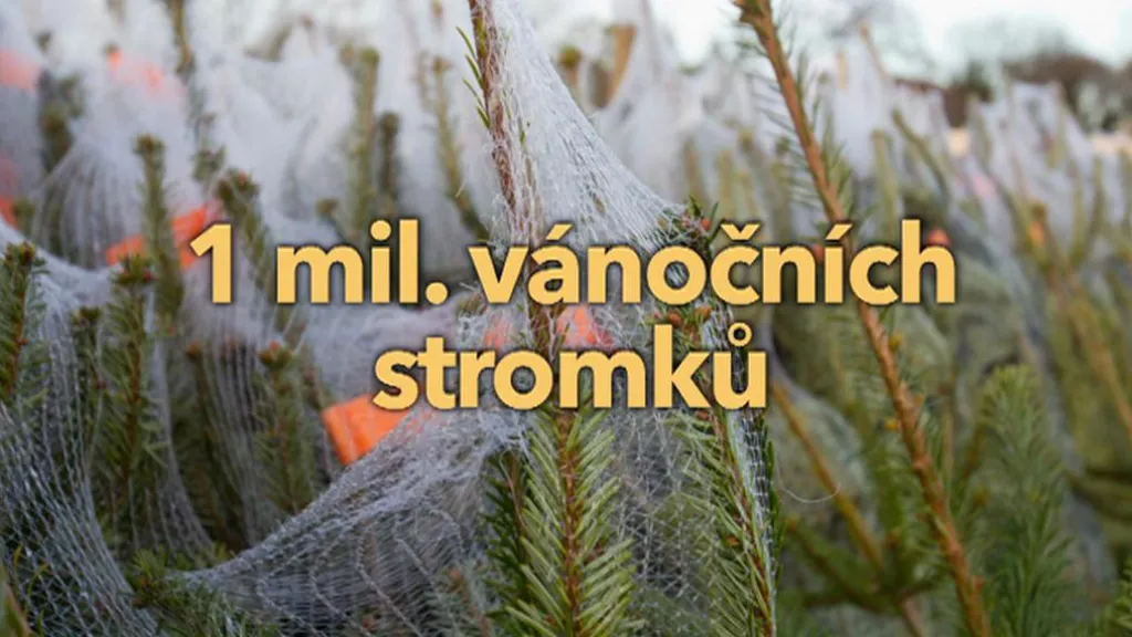 Ročně se u nás prodá milion vánočních stromků z plantáží