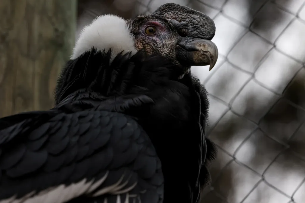 Ohrožený kondor andský sedí ve výběhu rehabilitačního centra, kde je ošetřován před možným vypuštěním do volné přírody