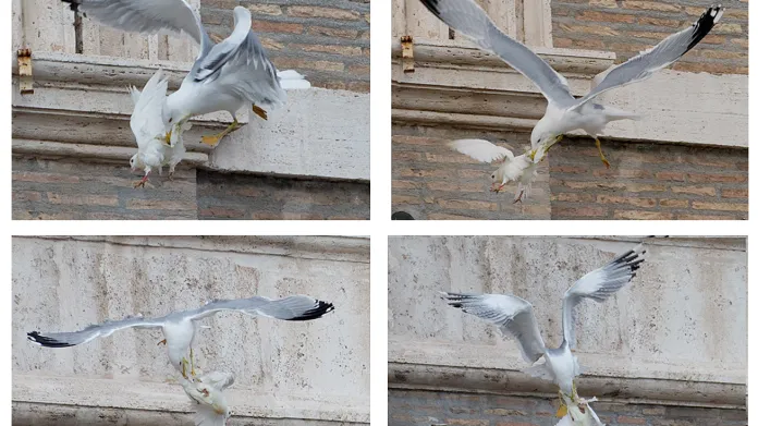 Vypuštěnou holubici napadl racek