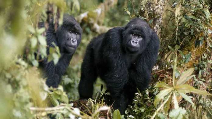 Fotografie Dian Fosseyové z magazínu National Geographic