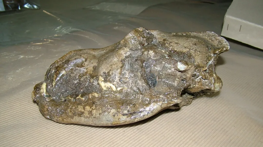 Lebka domestikovaného psa stará 25 tisíc let
