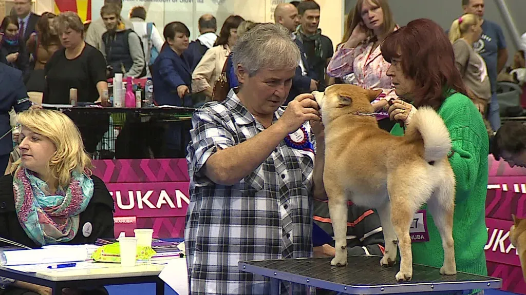 Evropská výstava psů v Brně