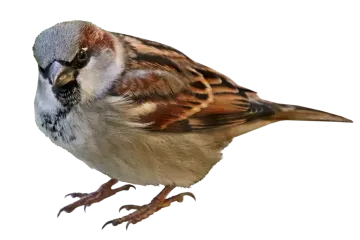 V Evropě masově vymírají ptáci. Vrabců od roku 1980 ubylo o čtvrt miliardy