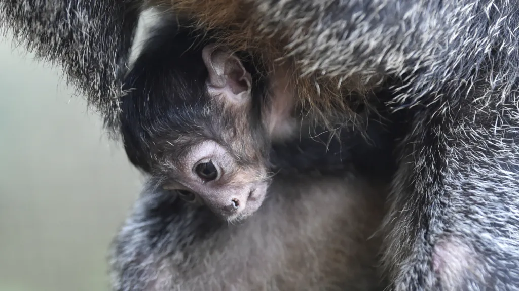 Ve zlínské zoo se narodilo mládě chvostana bělolícího