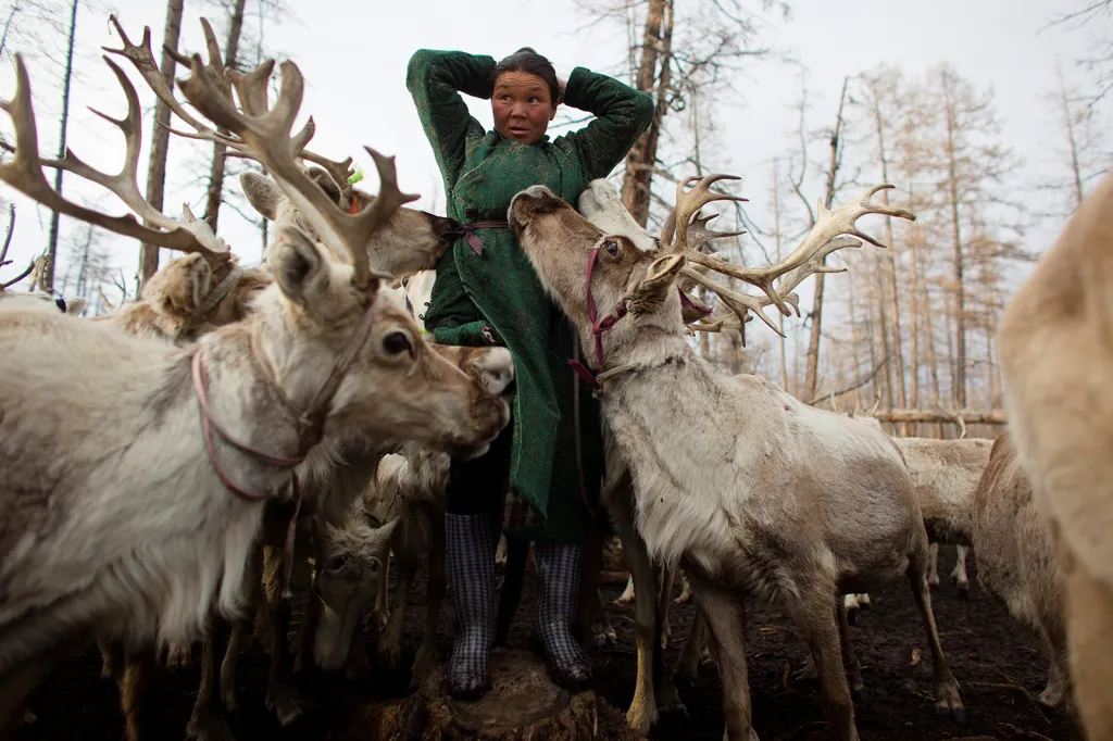 Jsou to jedni z posledních kočovných pastevců na světě. Mongolští příslušníci kmene Dukha, známí také pod názvem Cátanové, chovají v divokých stepích domestikovaná stáda sobů.