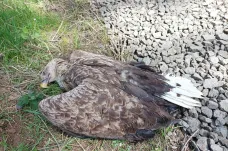 Na Karlovarsku zřejmě někdo otrávil samici orla mořského, uhynulo také mládě
