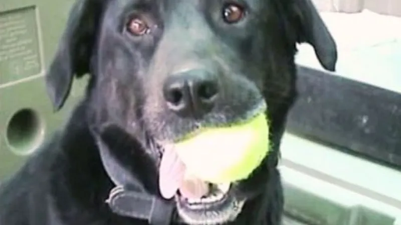 Labradorka Sabi se našla po 14 měsících