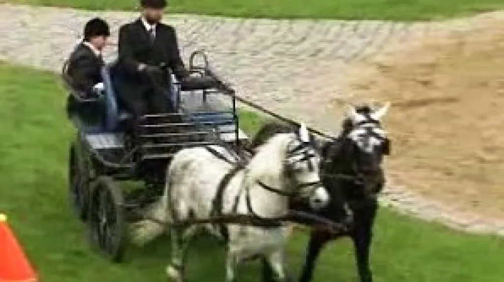 Jízda spřežení na Dni koní v Benicích