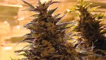 Marihuana