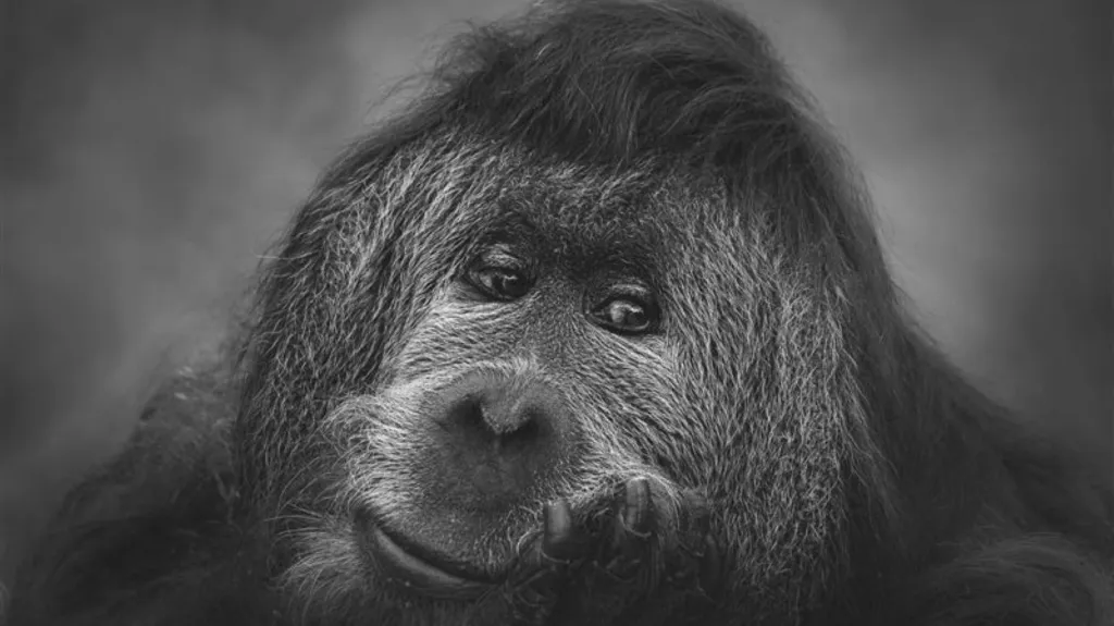 Orangutan Ferda